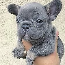 abbiamo disponibili festosi di bulldog francese blu