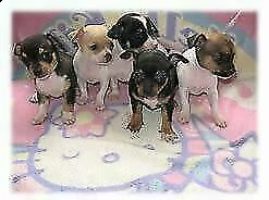 disponiamo mixer pincher chihuahua p