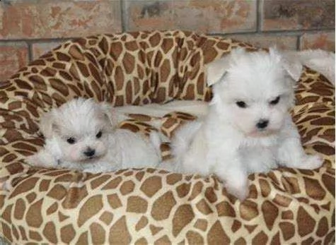 bellissimo cucciolo di maltese mini toy 
