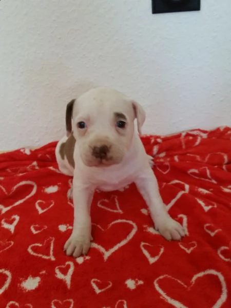 regalo bellissimi maschi e femmine pitbull cuccioli