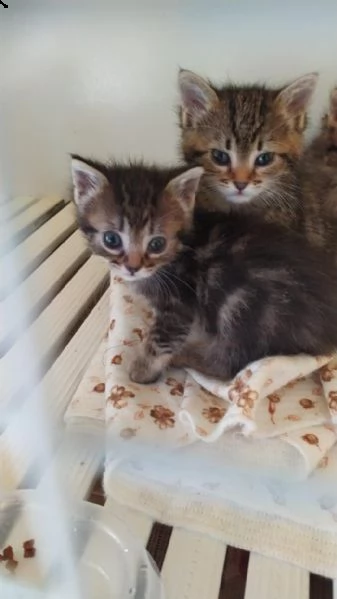 adorabili due gattini bengala