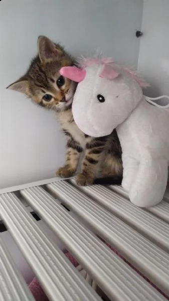 adorabili due gattini bengala | Foto 0