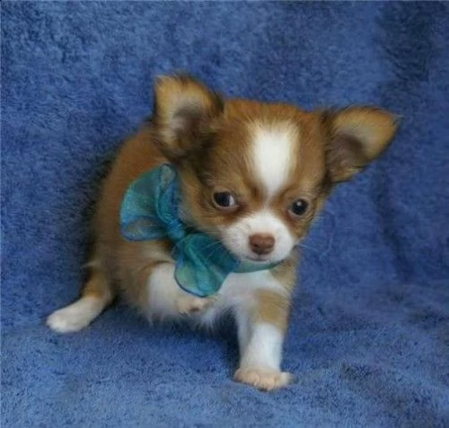 cuccioli di chihuahua.