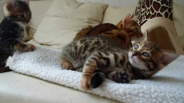 gattini del bengala | Foto 2