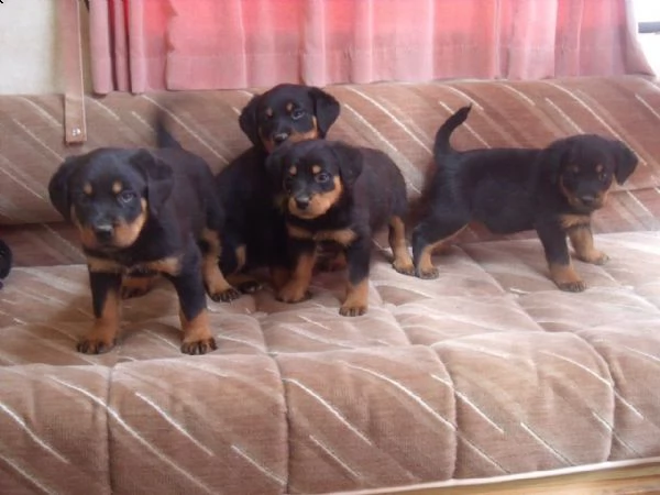 regalo cuccioli di tipo rottweiler con i capelli corti