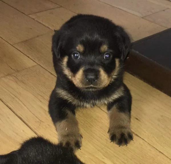  regalo cucciolo di rottweiler con un cappotto duro