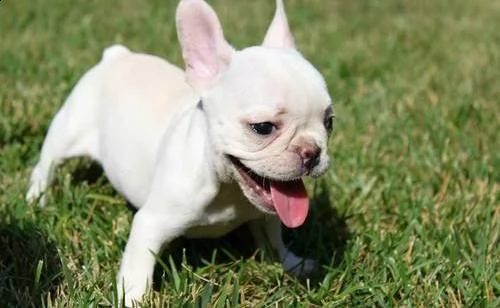  regalo bulldog frances meravigliosi