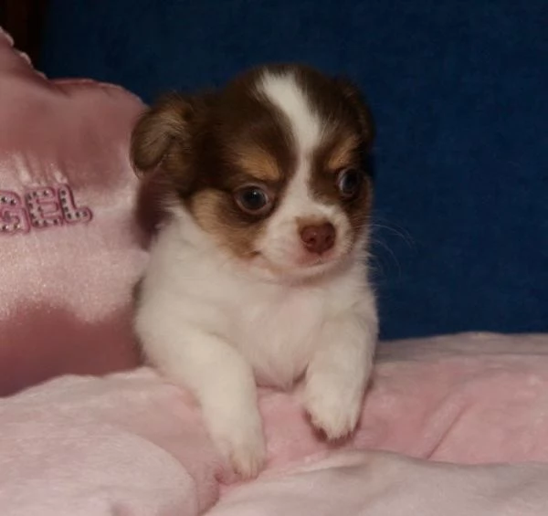  regalo cuccioli dolce e bella chihuahua toy