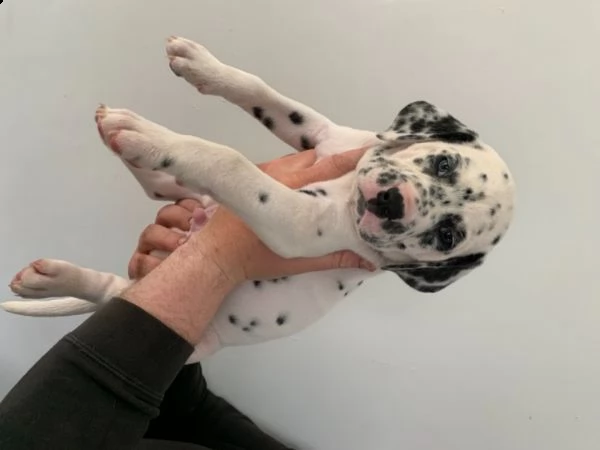 dalmata cuccioli 2 ragazzi e 1 ragazza | Foto 1