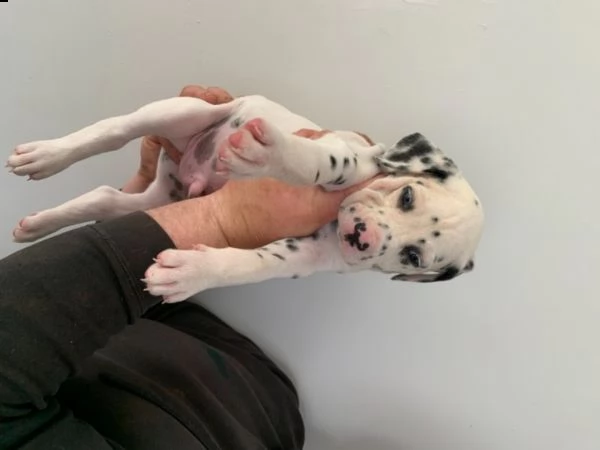 dalmata cuccioli 2 ragazzi e 1 ragazza | Foto 0