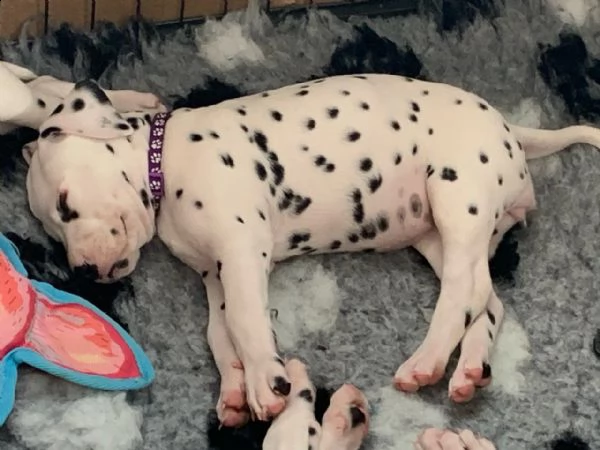 dalmata cuccioli 2 ragazzi e 1 ragazza