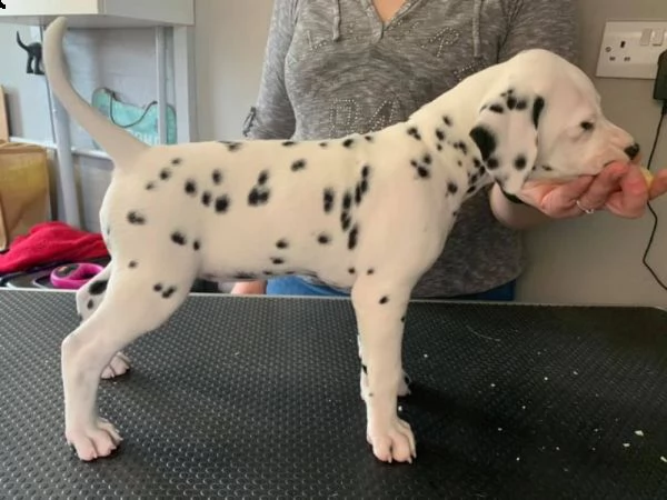 cucciolata di dalmata. 2 femmine e 2 maschi | Foto 1