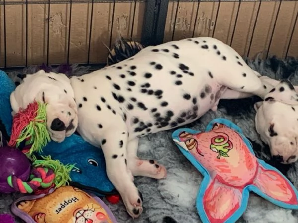 cucciolata di dalmata. 2 femmine e 2 maschi | Foto 0