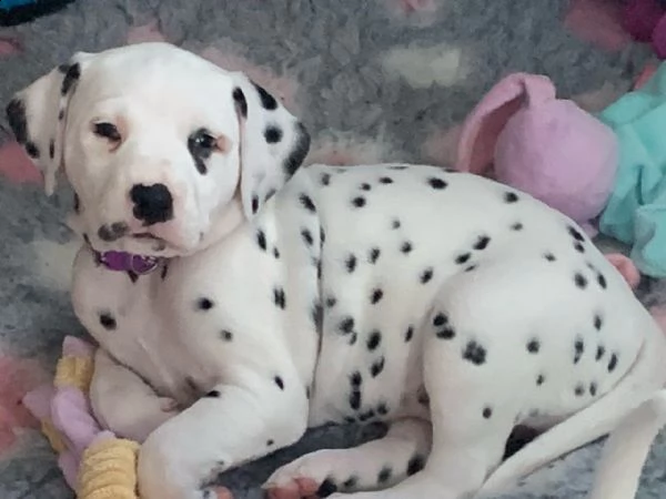 cucciolata di dalmata. 2 femmine e 2 maschi
