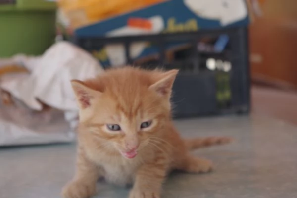 Regalo Gattini nati il 19-03-2026 a Macerata