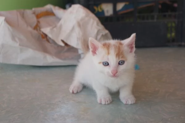 Regalo Gattini nati il 19-03-2026 a Macerata | Foto 5