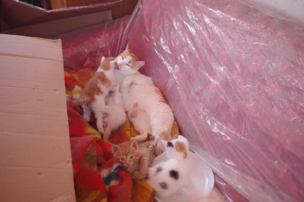 Regalo Gattini nati il 19-03-2026 a Macerata | Foto 4