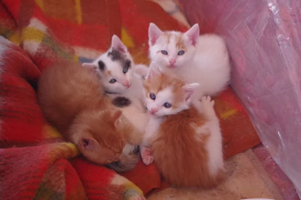 Regalo Gattini nati il 19-03-2026 a Macerata | Foto 3