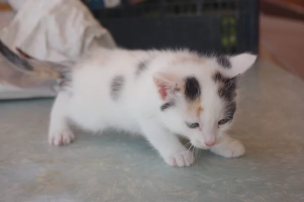 Regalo Gattini nati il 19-03-2026 a Macerata | Foto 2