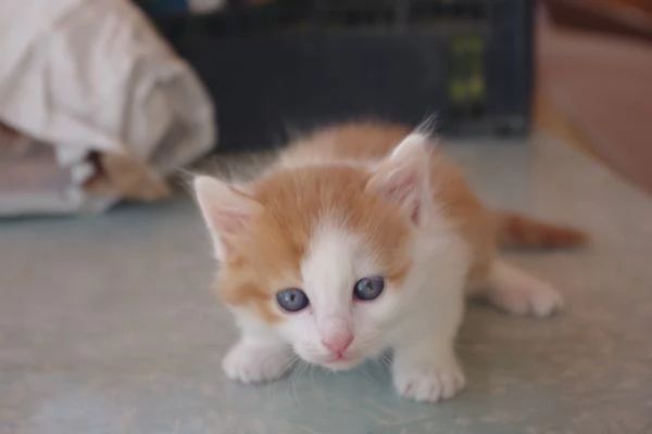 Regalo Gattini nati il 19-03-2026 a Macerata | Foto 1