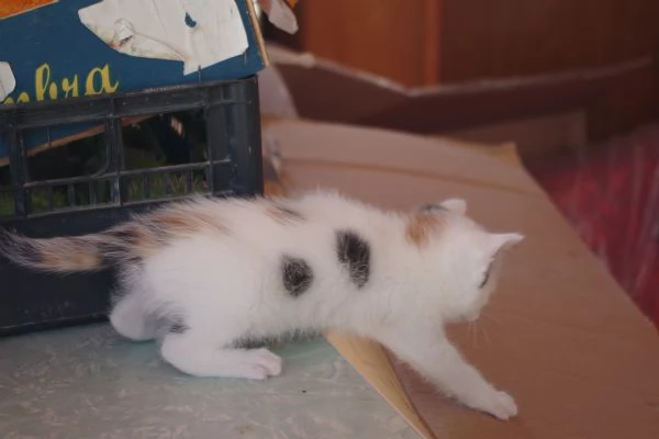 Regalo Gattini nati il 19-03-2026 a Macerata | Foto 0