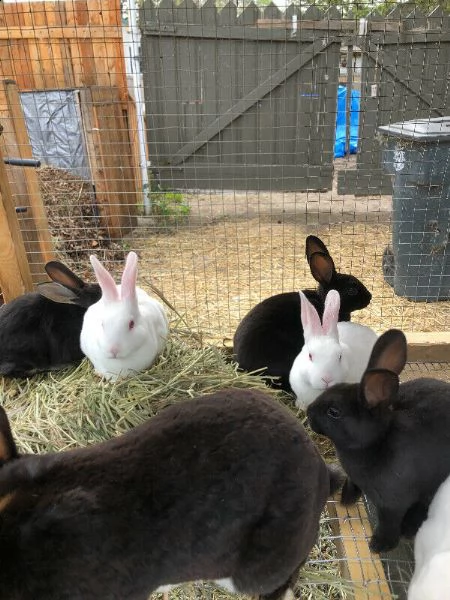 coniglio rex di razza