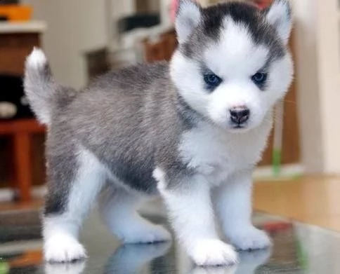 amanti del cucciolo di husky