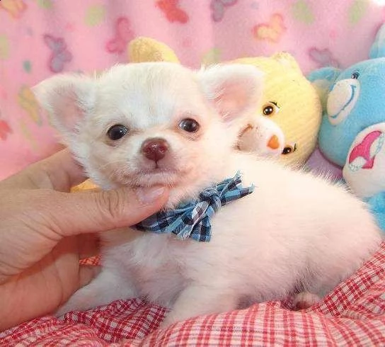 cuccioli di chihuahua per il reinserimento