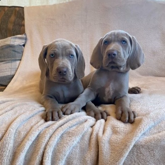 due cuccioli bracco weimaraner blue