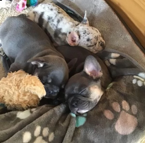 i nostri adorabili cuccioli di bulldog francese sono ora pronti per trasferirsi nelle loro nuove cas | Foto 0