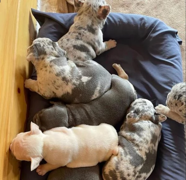 i nostri adorabili cuccioli di bulldog francese sono ora pronti per trasferirsi nelle loro nuove cas