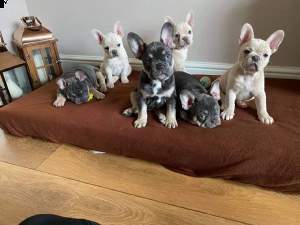 splendidi cuccioli di bulldog francese in adozione | Foto 2