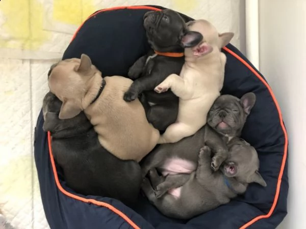 splendidi cuccioli di bulldog francese in adozione