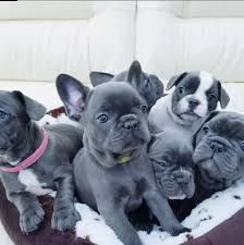 splendidi cuccioli di bulldog francese in adozione | Foto 1