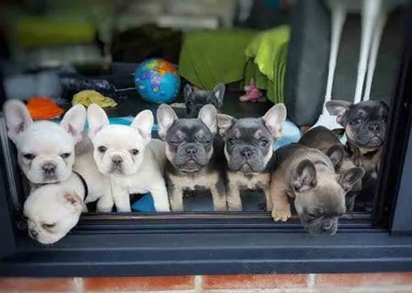 splendidi cuccioli di bulldog francese in adozione | Foto 0
