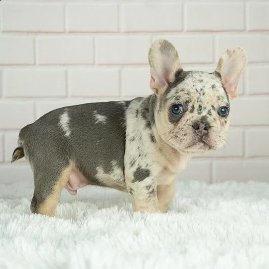 cuccioli di bulldog francese | Foto 4