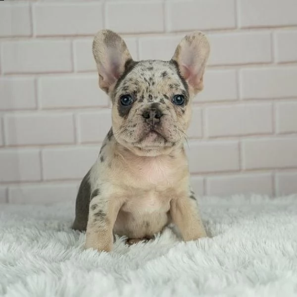cuccioli di bulldog francese | Foto 3