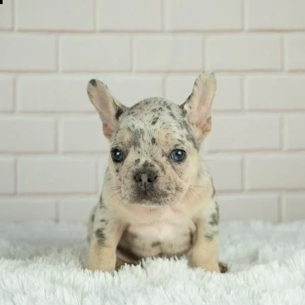 cuccioli di bulldog francese