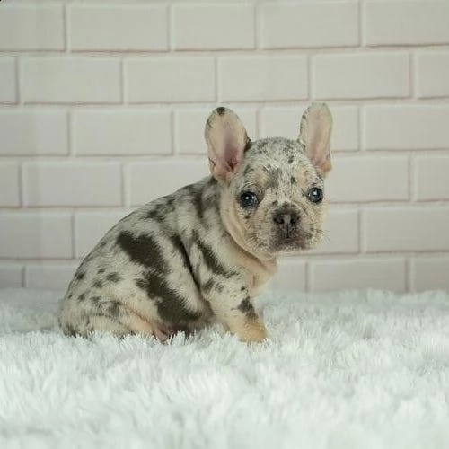 cuccioli di bulldog francese | Foto 2