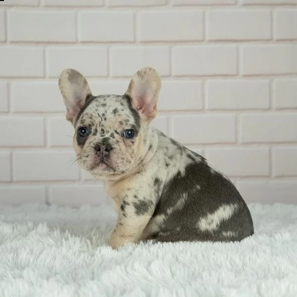 cuccioli di bulldog francese | Foto 0