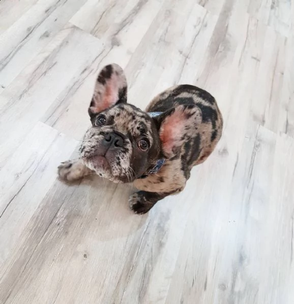 una cucciolata di cuccioli di bulldog francese in adozione