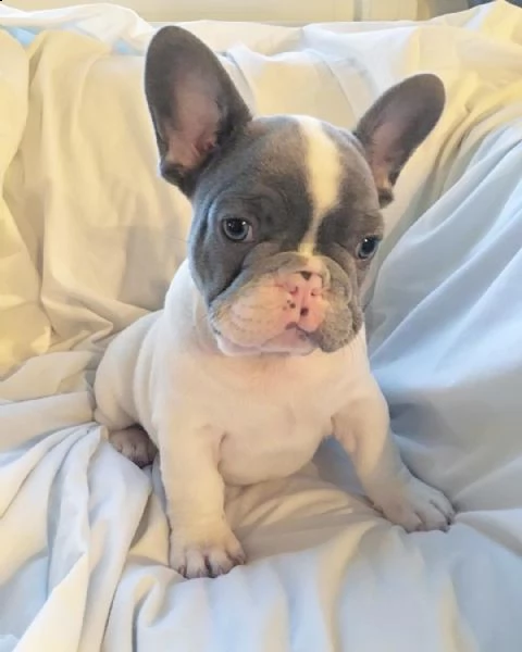 una cucciolata di cuccioli di bulldog francese in adozione | Foto 2