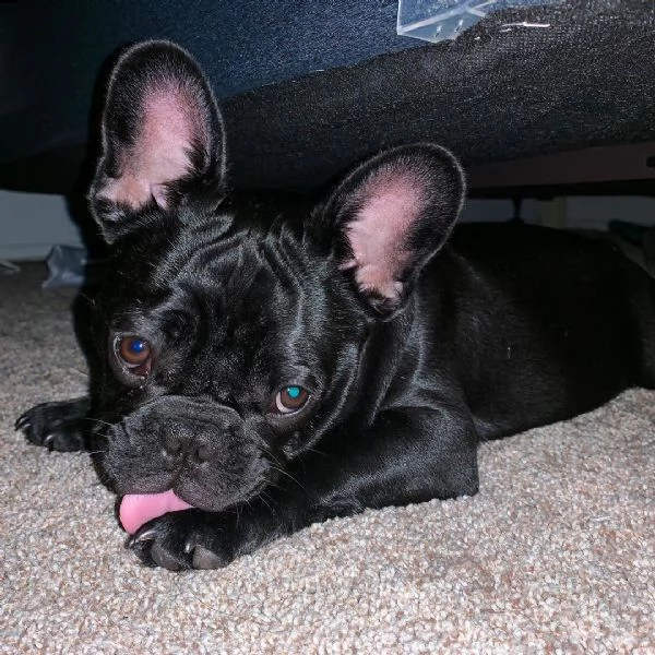 una cucciolata di cuccioli di bulldog francese in adozione | Foto 1
