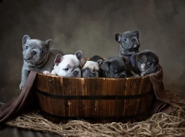 una cucciolata di cuccioli di bulldog francese in adozione | Foto 0