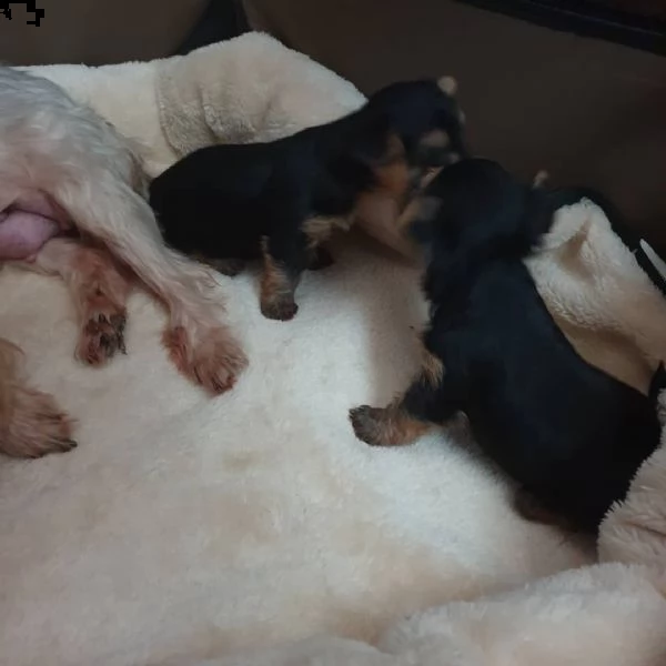 regalo cuccioli di yorkshire 
