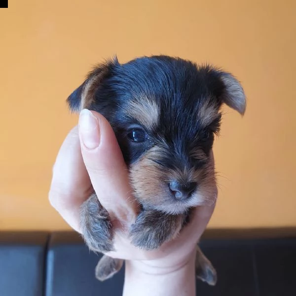 regalo cuccioli di yorkshire