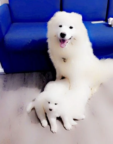 cuccioli samoiedo maschi e femmine