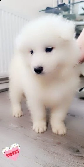 cuccioli samoiedo maschi e femmine | Foto 0