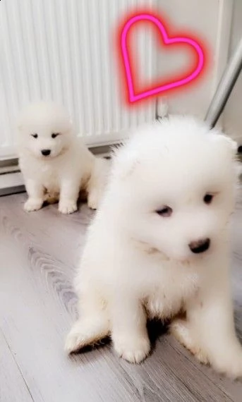 samoiedo di 3 mesi  | Foto 0