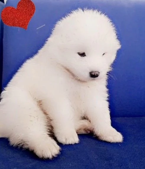 disponibili cuccioli di samoiedo | Foto 0